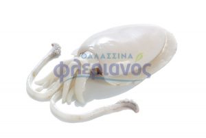 ΣΟΥΠΙΑ ΚΑΘΑΡΙΣΜΕΝΗ - CUTTLEFISH W/R CLEANED