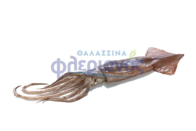 ΘΡΑΨΑΛΟ Ο ΛΟ ΚΛΗΡΟ - SQUID ARRO W W/R