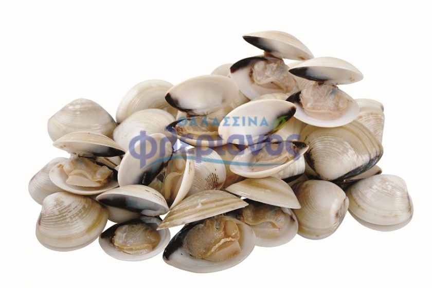 Λευκές αχιβάδες ολόκληρες με κέλυφος (Βόγκολες) - White clams whole nuts (Vogkoles)